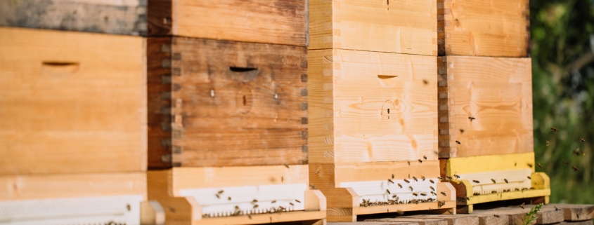 Bienen in der Grüne Erde-Welt