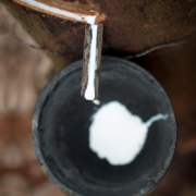 Gruene_Erde_Ronas_Wolke_Milch_des_Katschukbaumes