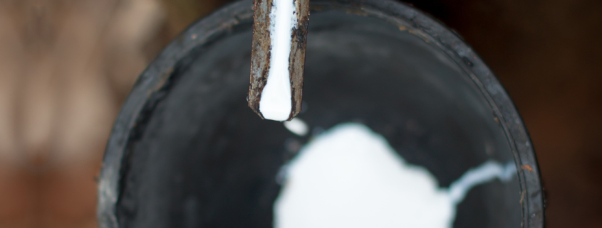 Gruene_Erde_Ronas_Wolke_Milch_des_Katschukbaumes